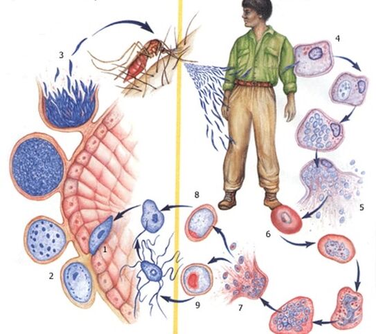 Methoden zur Fortpflanzung von Protozoenparasiten